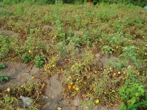 Campo del sur ofrece 5 mil empleos a jornaleros de otros estados