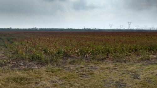 Autoriza Sagarpa hasta 30 mil pesos a productores agrícolas dentro del programa de paquetes tecnológicos