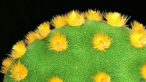Las púas de cactus inspiran un método para limpiar agua