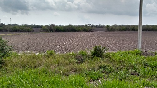 Sin fecha el Gobierno Federal para el anuncio de reglas de operación para acceder a estímulos para el campo