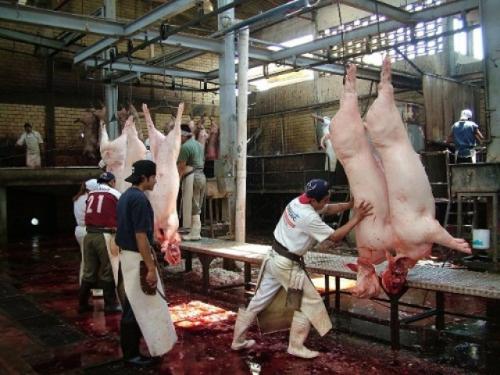 Sacrifican 29 animales en el rastro municipal