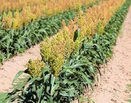 Resienten sequia siembras de sorgo en zona de temporal