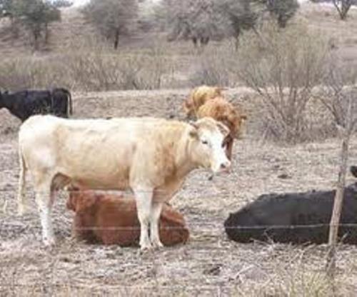 Sequia afecta a ganaderos en Matamoros