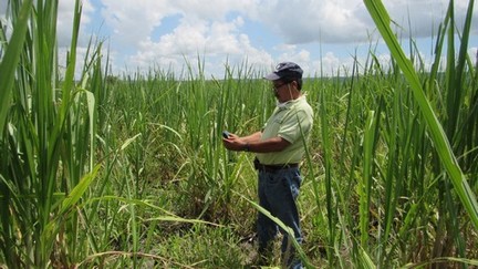 SRU-014-2020.-Gobierno del Estado mantiene bajo control la plaga de langosta (3)