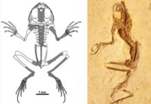 Hallan en Brasil nueva especie de rana de 119 millones de años