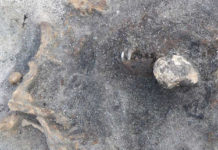 Descubren los restos de un perro de más de 8.000 años enterrado con un humano de la Edad de Piedra