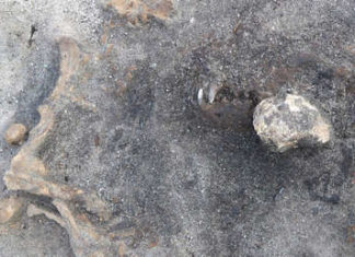 Descubren los restos de un perro de más de 8.000 años enterrado con un humano de la Edad de Piedra