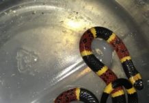 Salen víboras coralillo en ciclopista del bordo del río Bravo