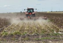 Sigue activa la pizca de algodón en el norte de Tamaulipas