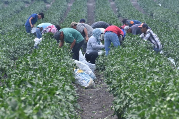 STR-051-2020.-Atiende Tamaulipas a trabajadores agrícolas que retornan de granjas canadienses (2)