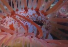 Captan extraña criatura que parece un ojo humano; esta es la verdad