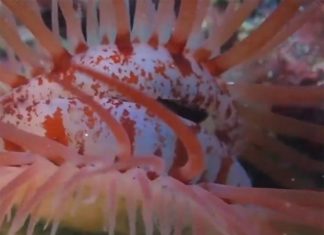 Captan extraña criatura que parece un ojo humano; esta es la verdad