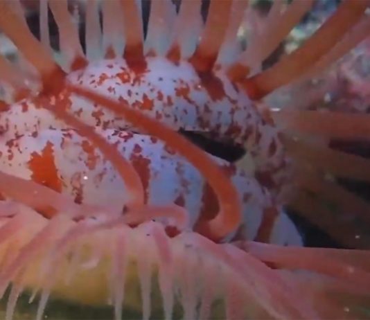 Captan extraña criatura que parece un ojo humano; esta es la verdad