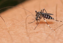 Mosco del dengue “pica” a más de 600 tamaulipecos