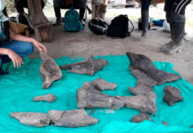 Hallan restos de un mastodonte de más de 10.000 años de antigüedad en una mina artesanal de oro en Colombia