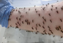 Un científico permite que miles de mosquitos le piquen un brazo para combatir el dengue