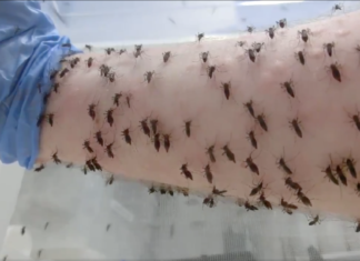Un científico permite que miles de mosquitos le piquen un brazo para combatir el dengue