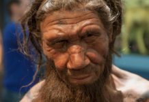 Revelan la variedad de alimentos que consumían los neandertales
