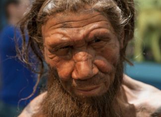 Revelan la variedad de alimentos que consumían los neandertales