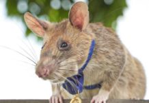 Rata detectora de minas es premiada en el Reino Unido por su valor