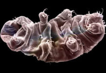 Las criaturas más indestructibles: Descubren una nueva especie de osos de agua que utiliza un ‘escudo fluorescente’ para resistir la radiación mortal