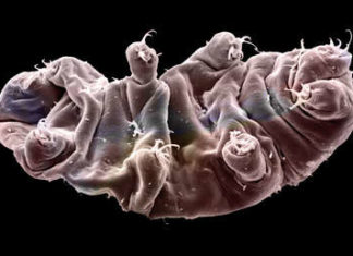 Las criaturas más indestructibles: Descubren una nueva especie de osos de agua que utiliza un ‘escudo fluorescente’ para resistir la radiación mortal
