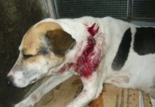 Aumenta el maltrato contra perros y gatos