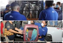 Trasladan a Zoológico los tigres asegurados a presuntos delincuentes de Matamoros