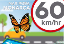 Tamaulipas recibe a la Mariposa Monarca
