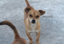 BIANS pide cuidar salud también de mascotas