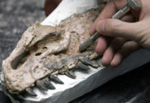 “Extremadamente raros”: Descubren los primeros vestigios fósiles de un tiranosaurio bebé