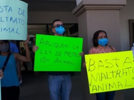 Gatos son sacrificados en rituales de hechicería en época de fieles difuntos