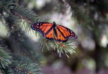 Recomienda SEDUMA respetar límites de velocidad para proteger la Mariposa Monarca