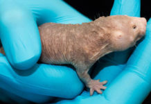 ¿Sexto sentido?: Científicos descubren los primeros órganos de animales que permiten ‘ver’ campos magnéticos