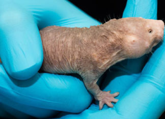 ¿Sexto sentido?: Científicos descubren los primeros órganos de animales que permiten ‘ver’ campos magnéticos