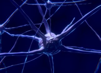 Científicos confirman que los hombres tienen un cerebro más “variable” que las mujeres