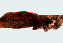 Descubren una punta de hueso dentada elaborada por el ‘Homo erectus’ hace más de 800.000 años