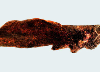 Descubren una punta de hueso dentada elaborada por el ‘Homo erectus’ hace más de 800.000 años