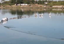 “La Escondida” alberga aves migratorias
