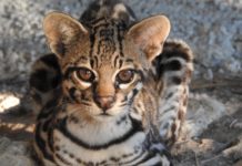 Tamaulipas: hábitat de las 6 especies de felinos que existen en México