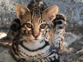 Tamaulipas: hábitat de las 6 especies de felinos que existen en México