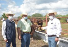 Entrega Gobierno de Tamaulipas sementales de registro para Mejoramiento Genético