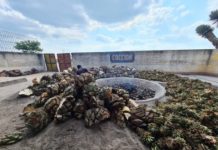 Turismo Tamaulipas promoverá riqueza mezcalera del estado