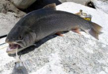 Rusia apuesta por la cría industrial del pescado más saludable del mundo