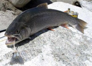 Rusia apuesta por la cría industrial del pescado más saludable del mundo