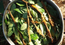 Una infusión indígena fomenta el crecimiento de nuevas neuronas