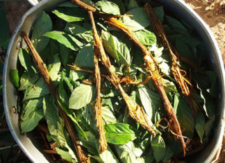 Una infusión indígena fomenta el crecimiento de nuevas neuronas