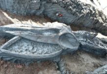 Hallan en Tailandia el esqueleto casi intacto de una ballena de hace al menos 3.000 años