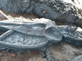 Hallan en Tailandia el esqueleto casi intacto de una ballena de hace al menos 3.000 años
