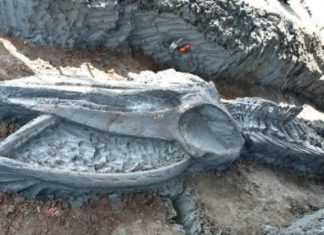 Hallan en Tailandia el esqueleto casi intacto de una ballena de hace al menos 3.000 años